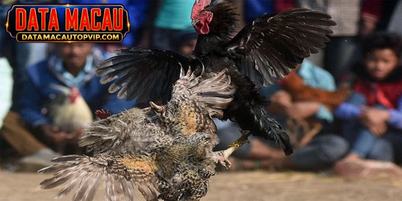 Ayam jantan petarung dikenal karena kekuatan dan keberaniannya yang luar biasa